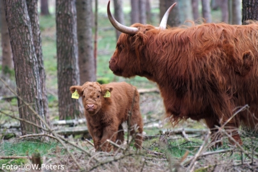 Schottisches Hochlandrind mit Kalb im Kiefernwald in der Wistinghauser Senne